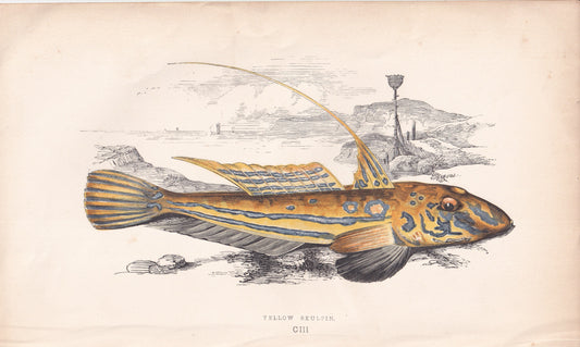 Yellow Sculpin - original hand-coloured fish print by Jonathan Couch, 1862