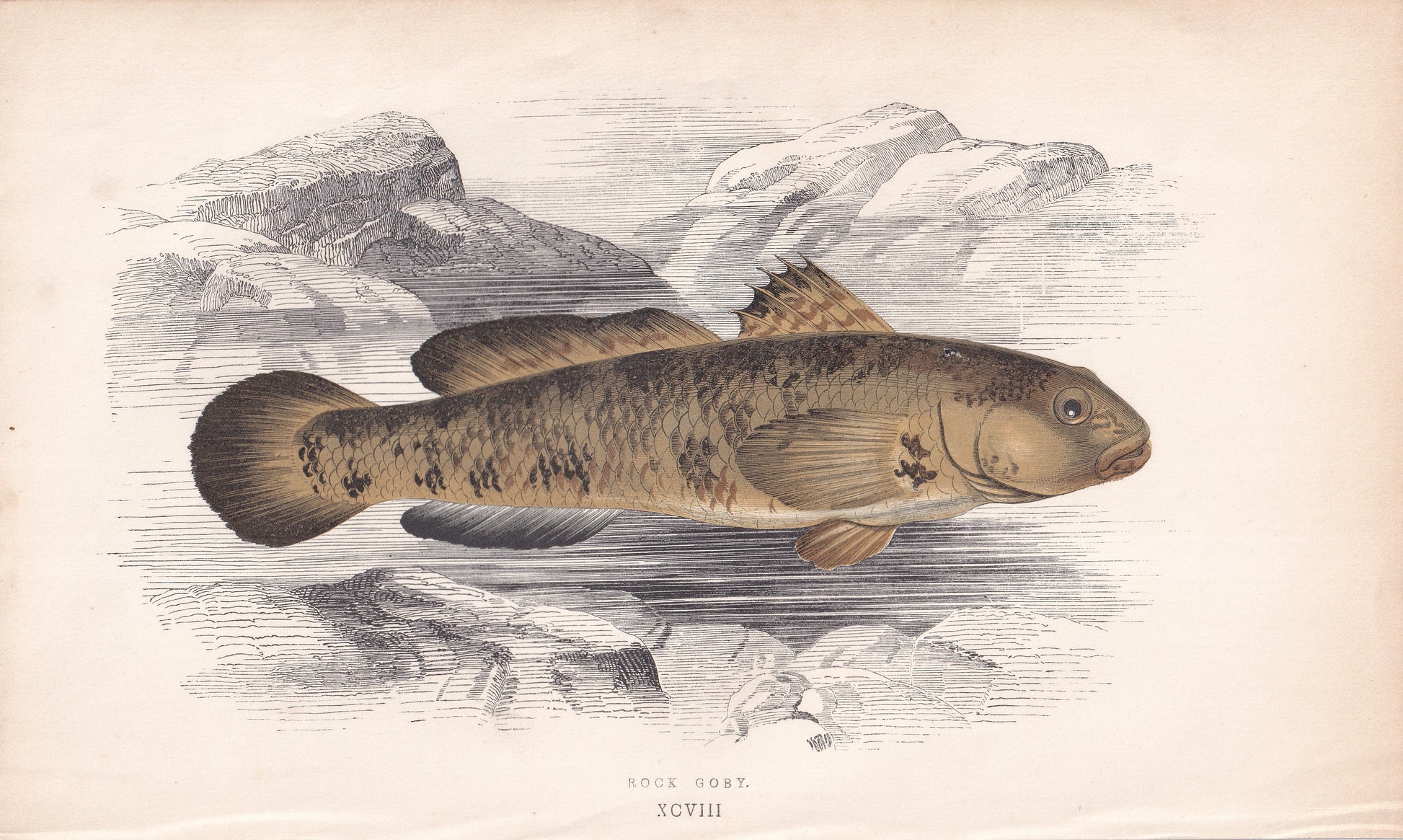 Rock Goby - original hand-coloured fish print by Jonathan Couch, 1862