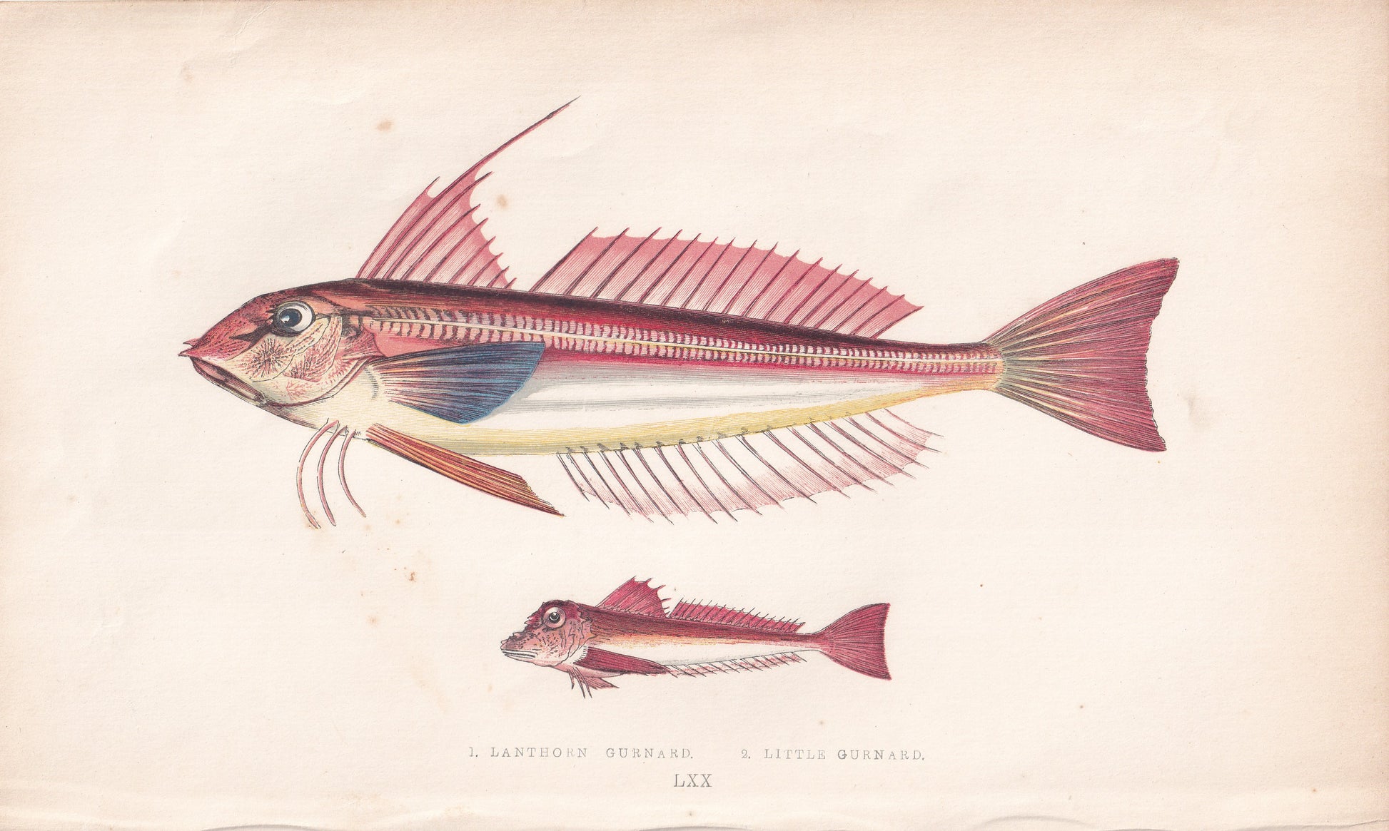 Lanthorn Gurnard & Little Gurnard - original hand-coloured fish print by Jonathan Couch, 1862