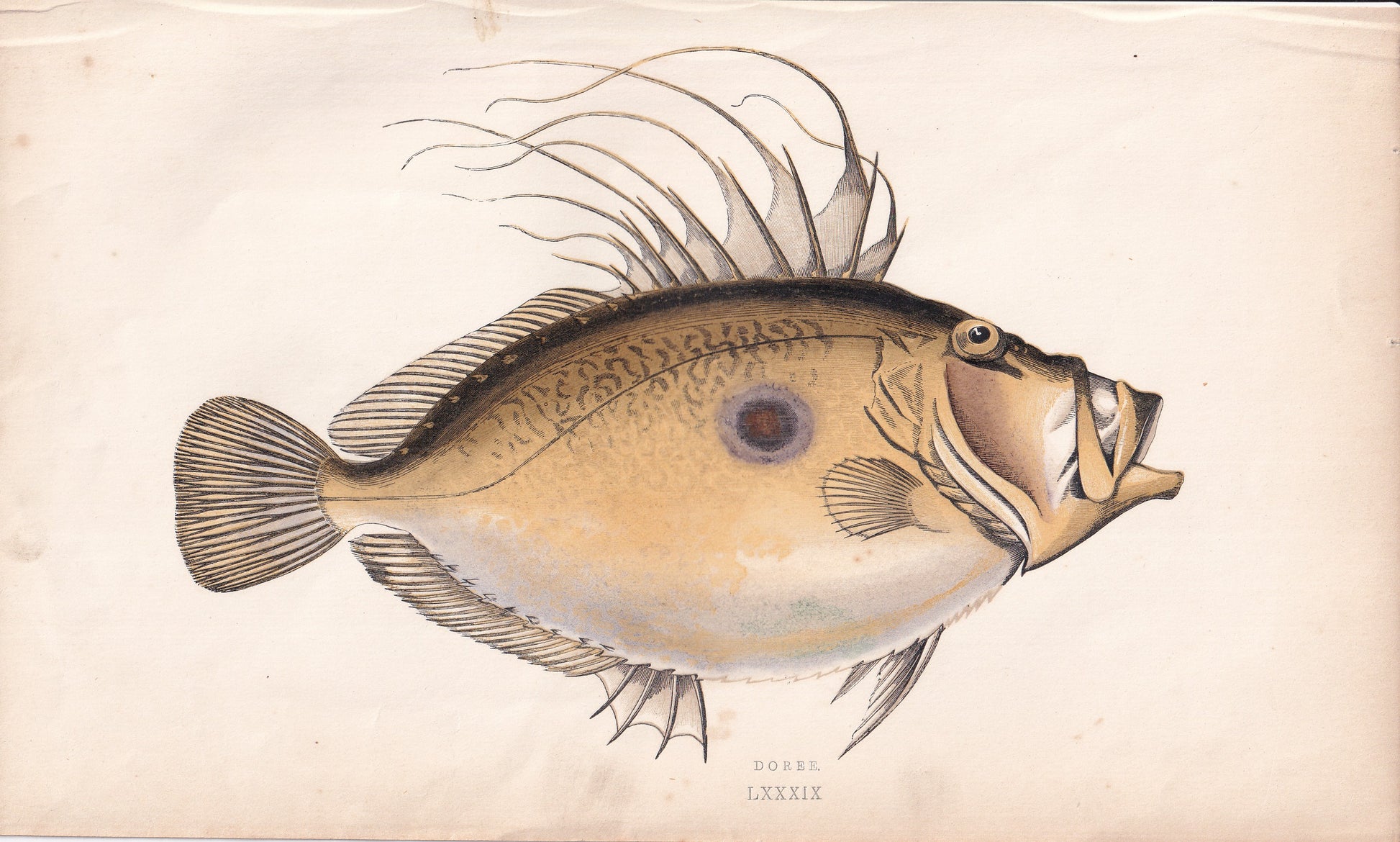 Doree - original hand-coloured fish print by Jonathan Couch, 1862