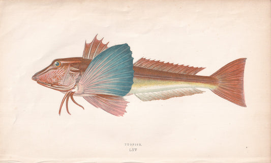Tubfish - original hand-coloured fish print by Jonathan Couch, 1862
