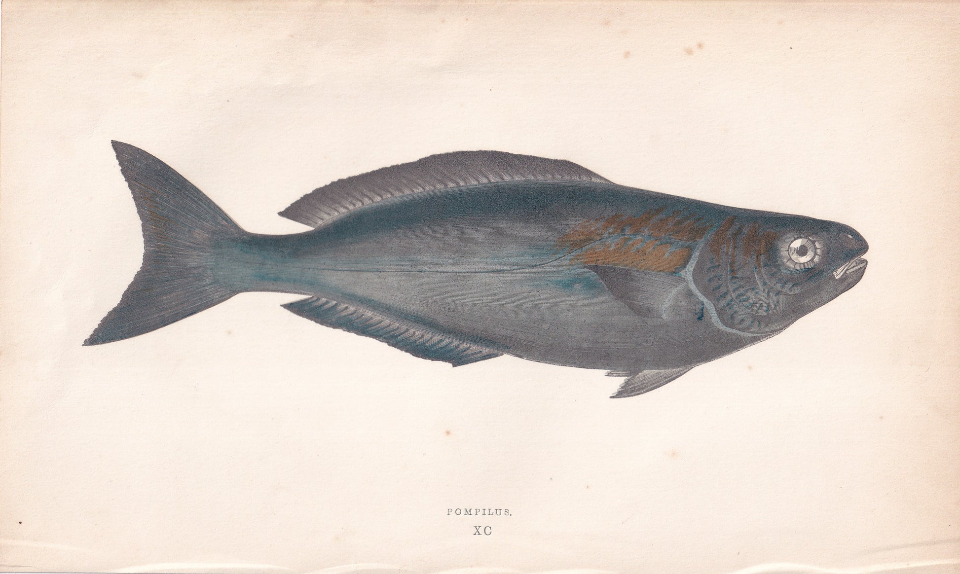 Pompilus - original hand-coloured fish print by Jonathan Couch, 1862