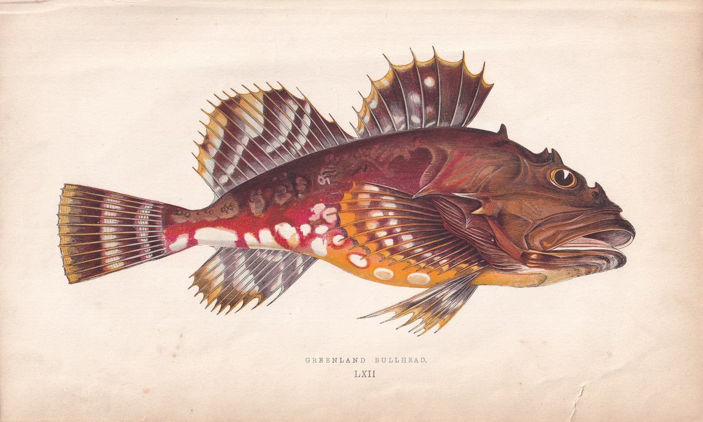 Greenland Bullhead - original hand-coloured fish print by Jonathan Couch, 1862
