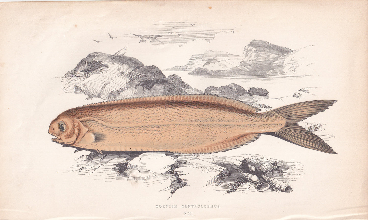 Cornish Centrolophus - original hand-coloured fish print by Jonathan Couch, 1862