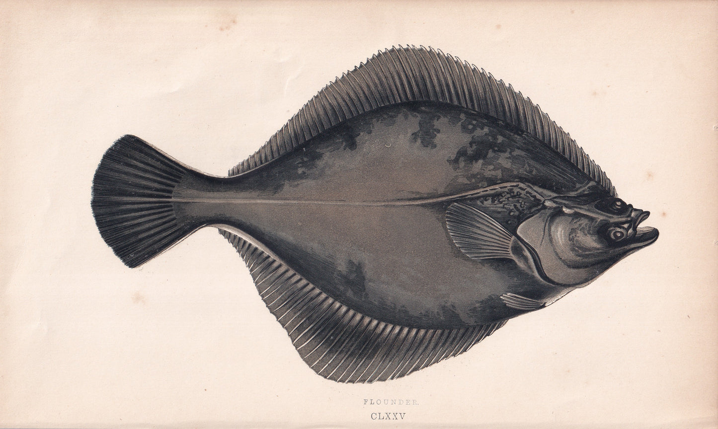 Flounder - original hand-coloured fish print by Jonathan Couch, 1862