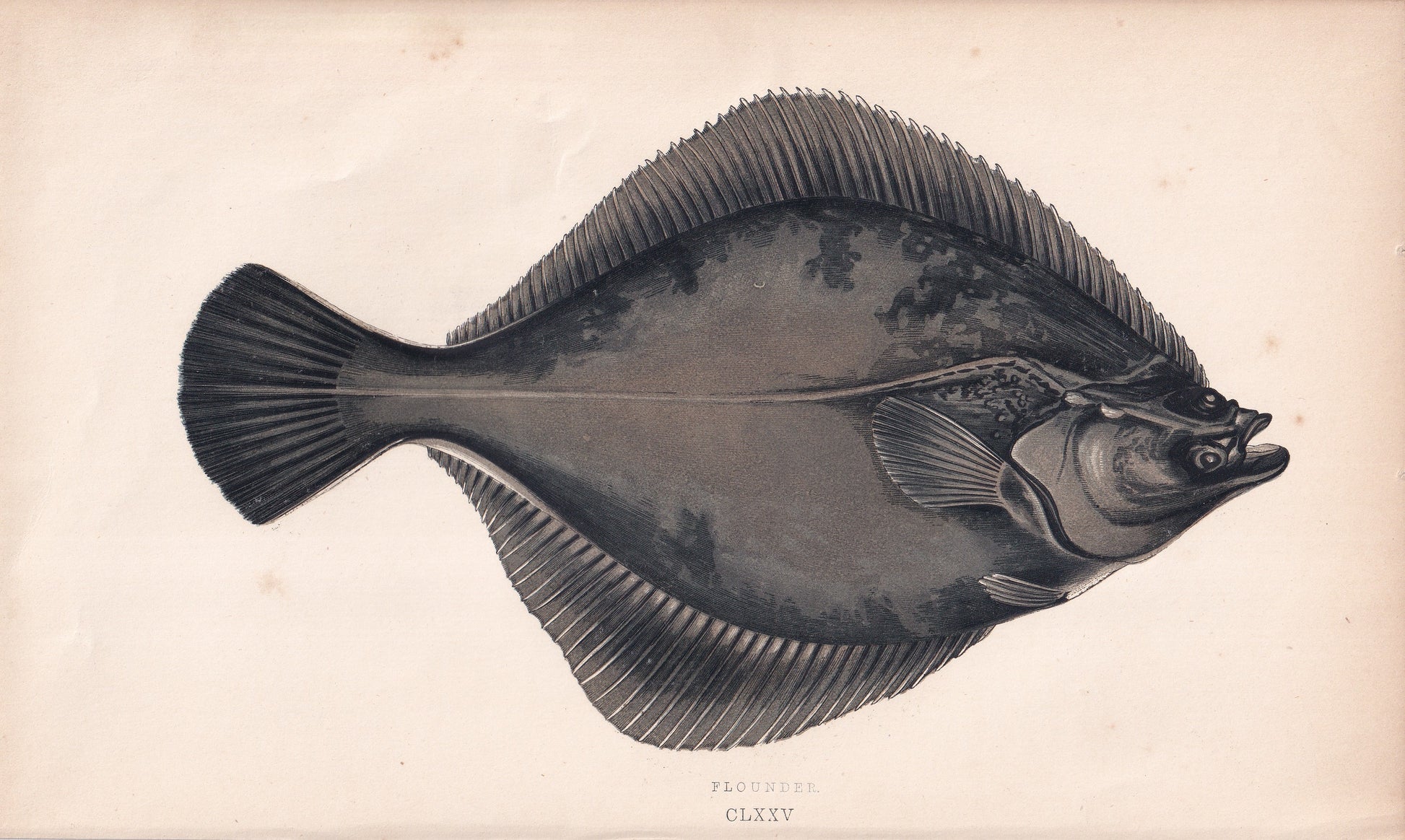 Flounder - original hand-coloured fish print by Jonathan Couch, 1862