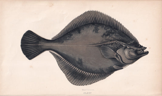 Flounder - original hand-coloured fish print by Jonathan Couch, 1862