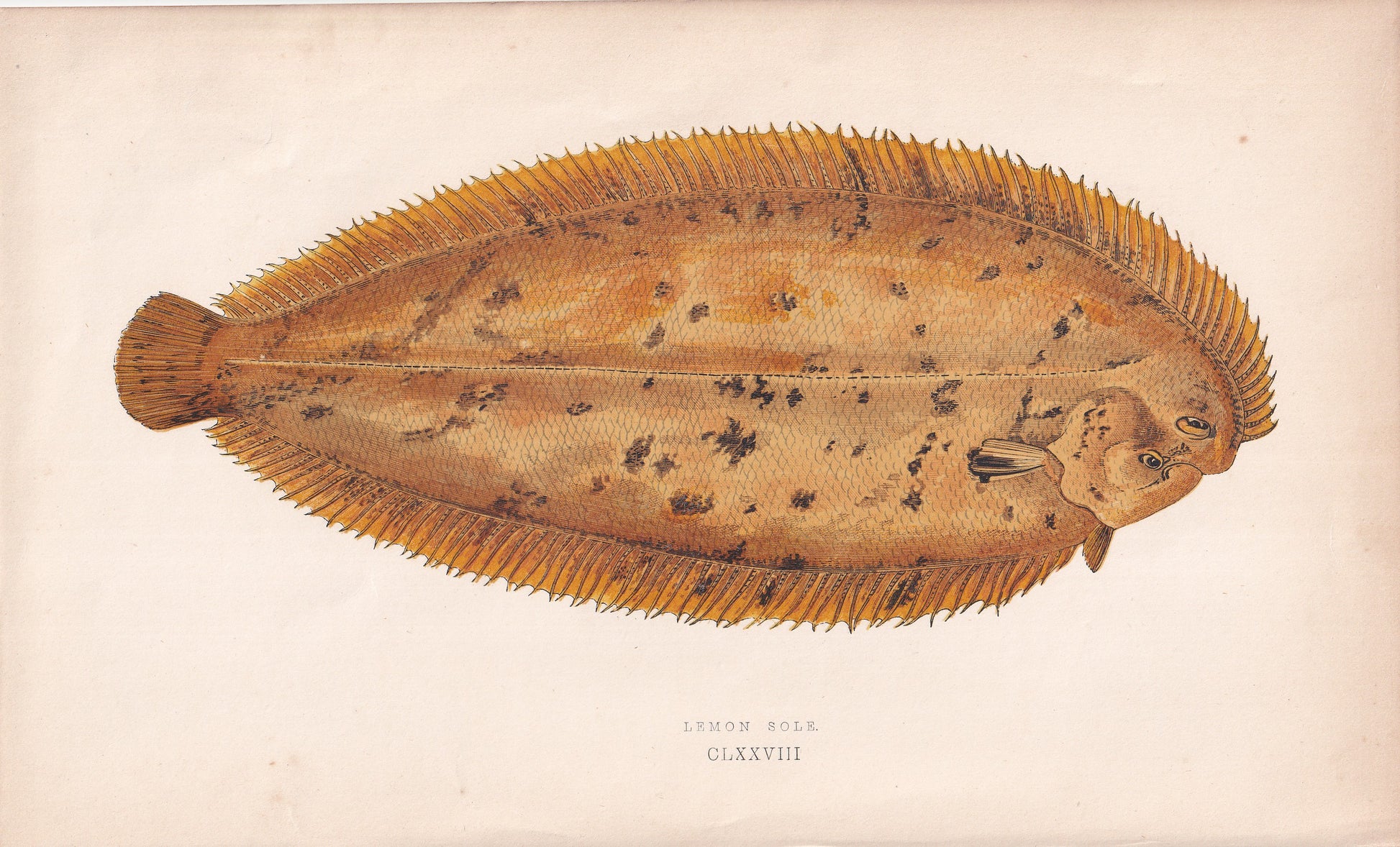 Lemon Sole - original hand-coloured fish print by Jonathan Couch, 1862