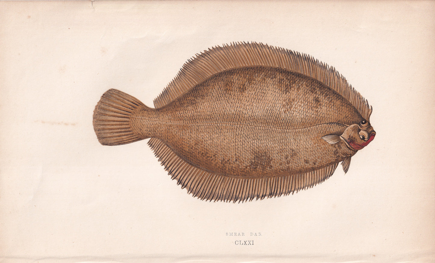 Smear Dab - original hand-coloured fish print by Jonathan Couch, 1862