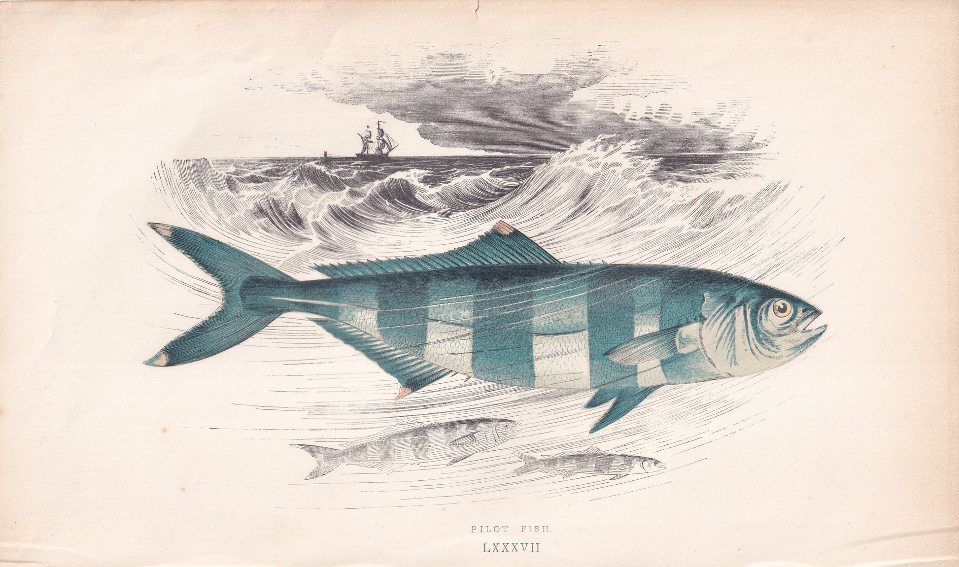 Pilot Fish - original hand-coloured fish print by Jonathan Couch, 1862