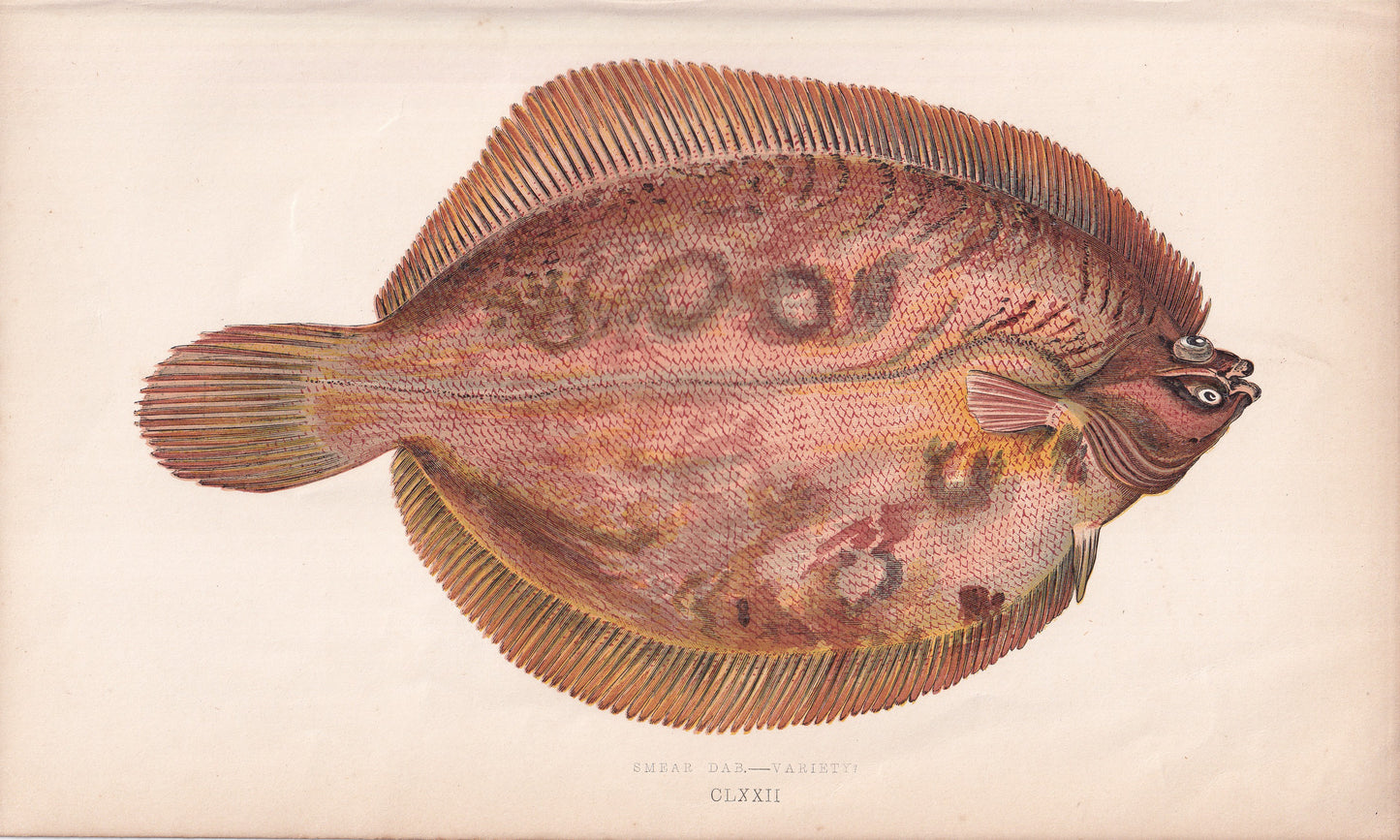 Smear Dab - Variety - original hand-coloured fish print by Jonathan Couch, 1862