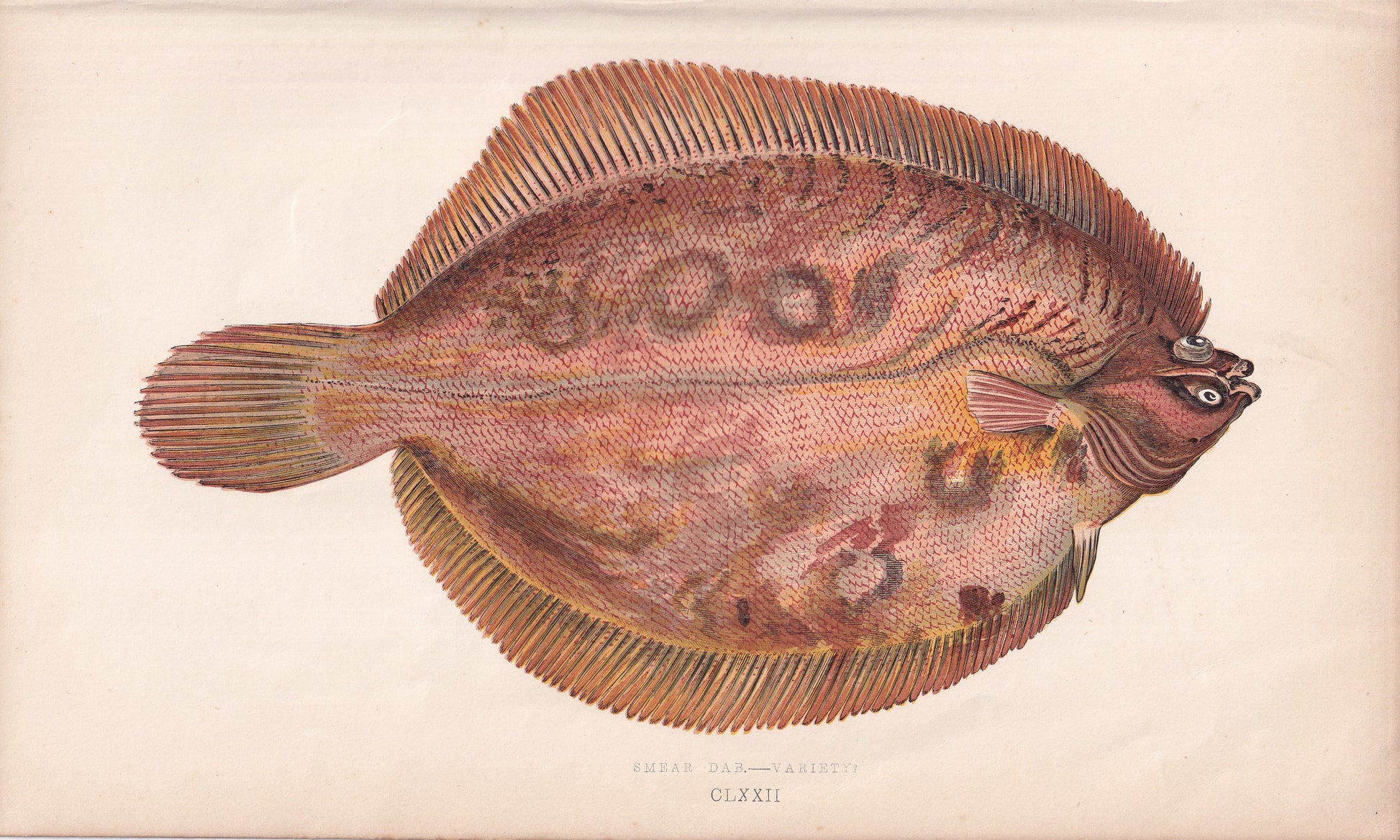 Smear Dab - Variety - original hand-coloured fish print by Jonathan Couch, 1862
