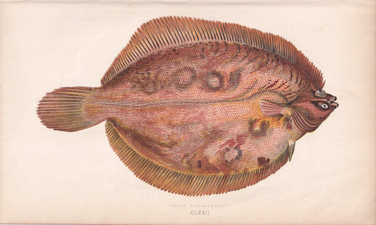 Smear Dab - Variety - original hand-coloured fish print by Jonathan Couch, 1862