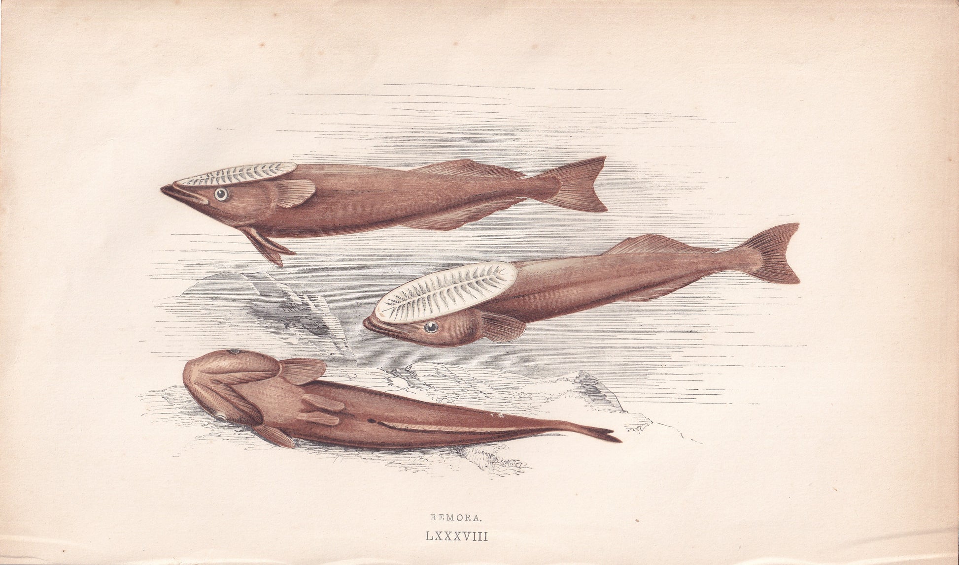 Remora - original hand-coloured fish print by Jonathan Couch, 1862