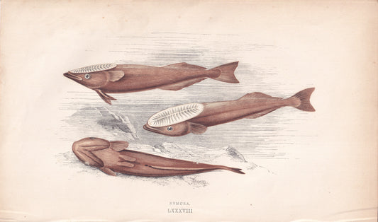 Remora - original hand-coloured fish print by Jonathan Couch, 1862
