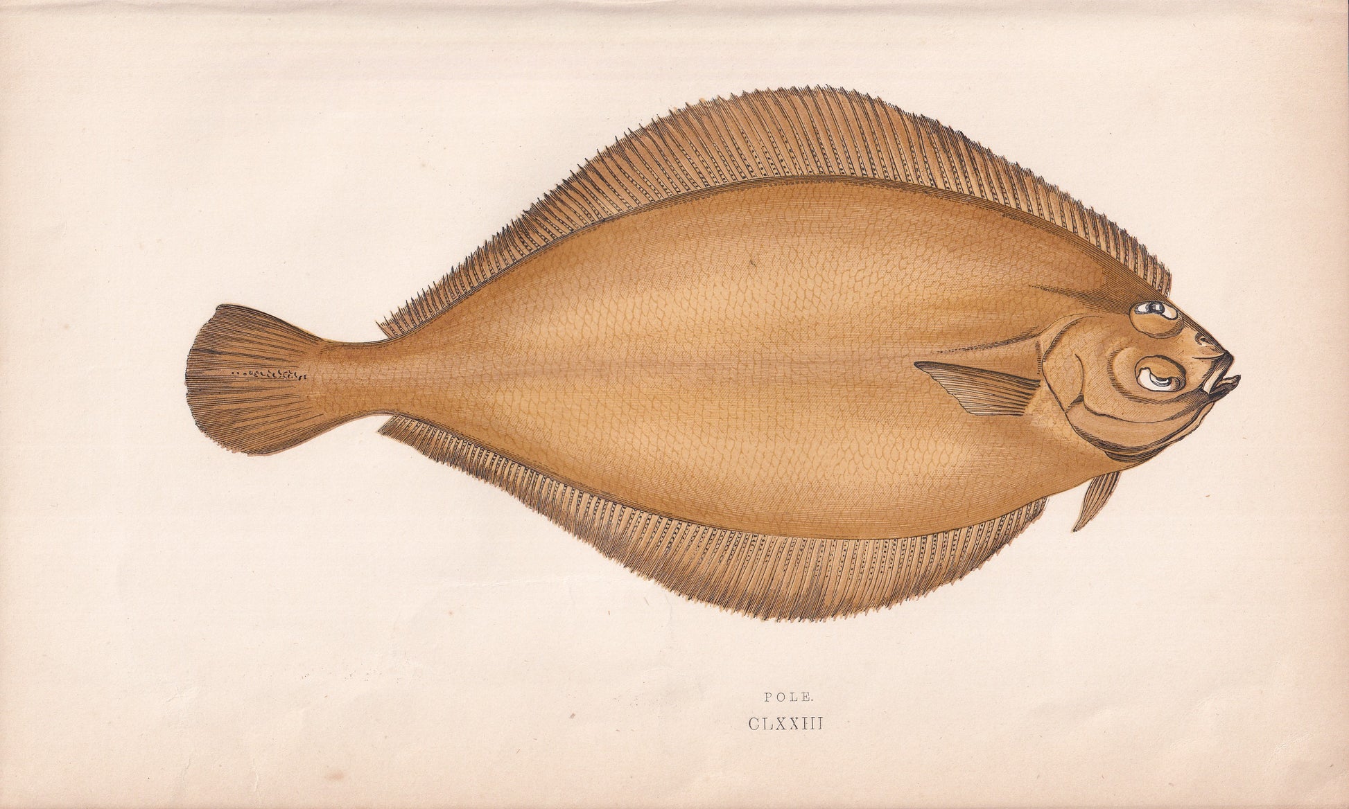 Pole - original hand-coloured fish print by Jonathan Couch, 1862