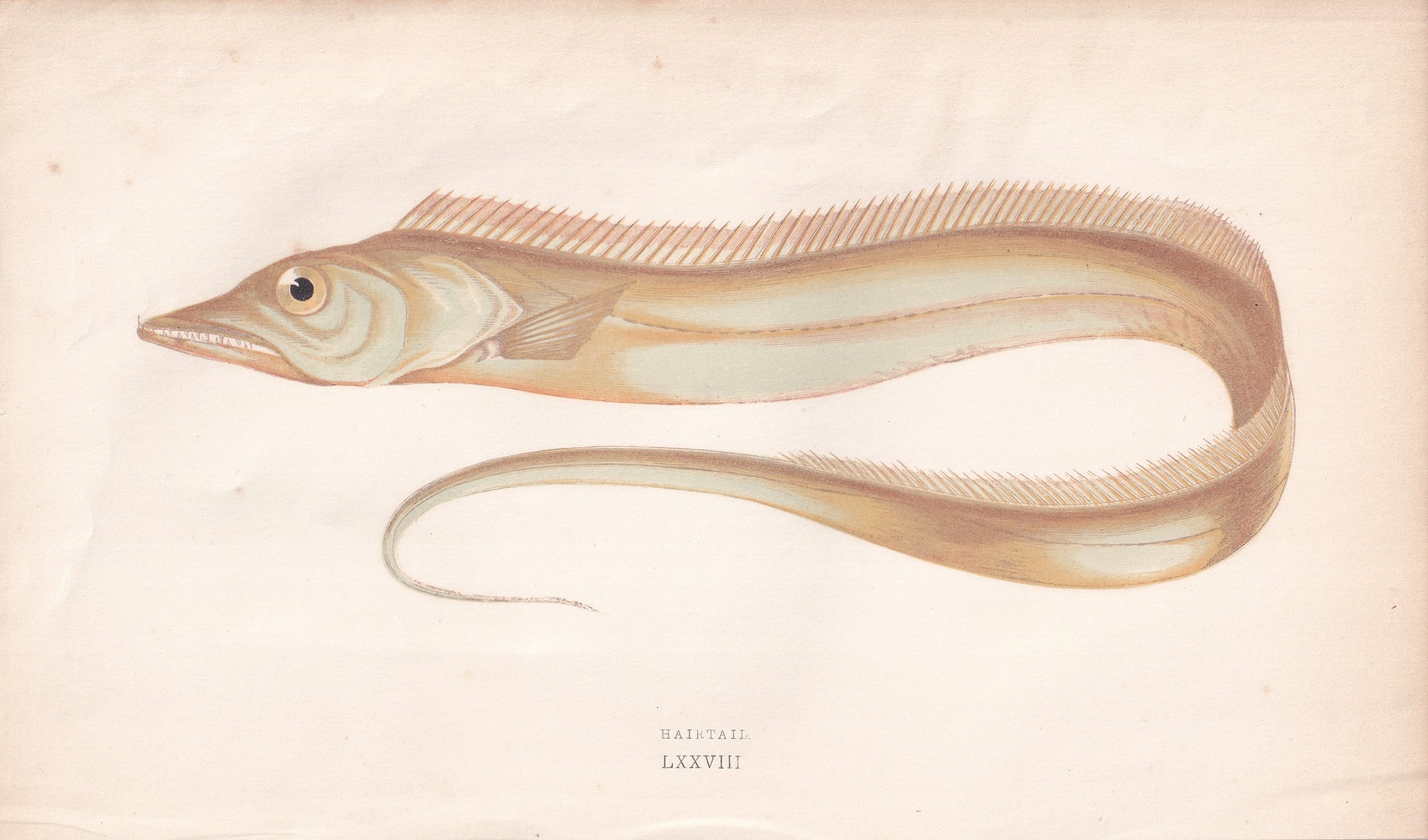 Hairtail - original hand-coloured fish print by Jonathan Couch, 1862