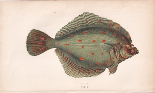 Plaice - original hand-coloured fish print by Jonathan Couch, 1862