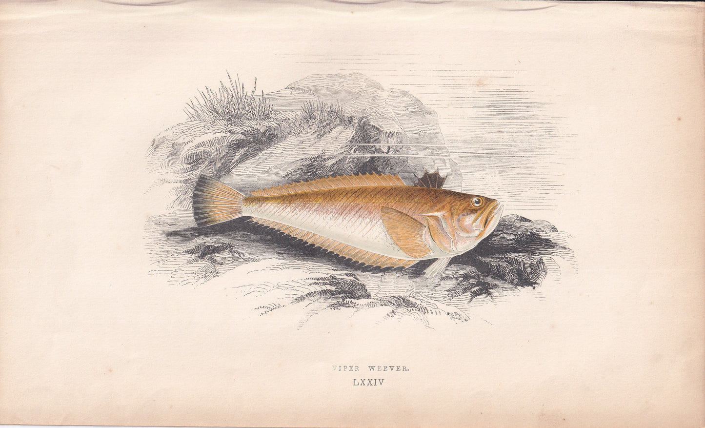 Viper Weever - original hand-coloured fish print by Jonathan Couch, 1862