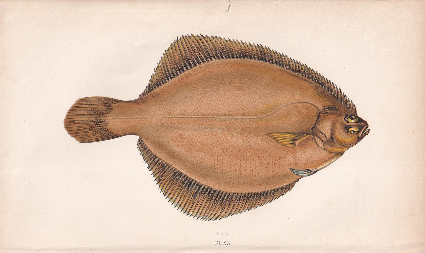 Dab - original hand-coloured fish print by Jonathan Couch, 1862