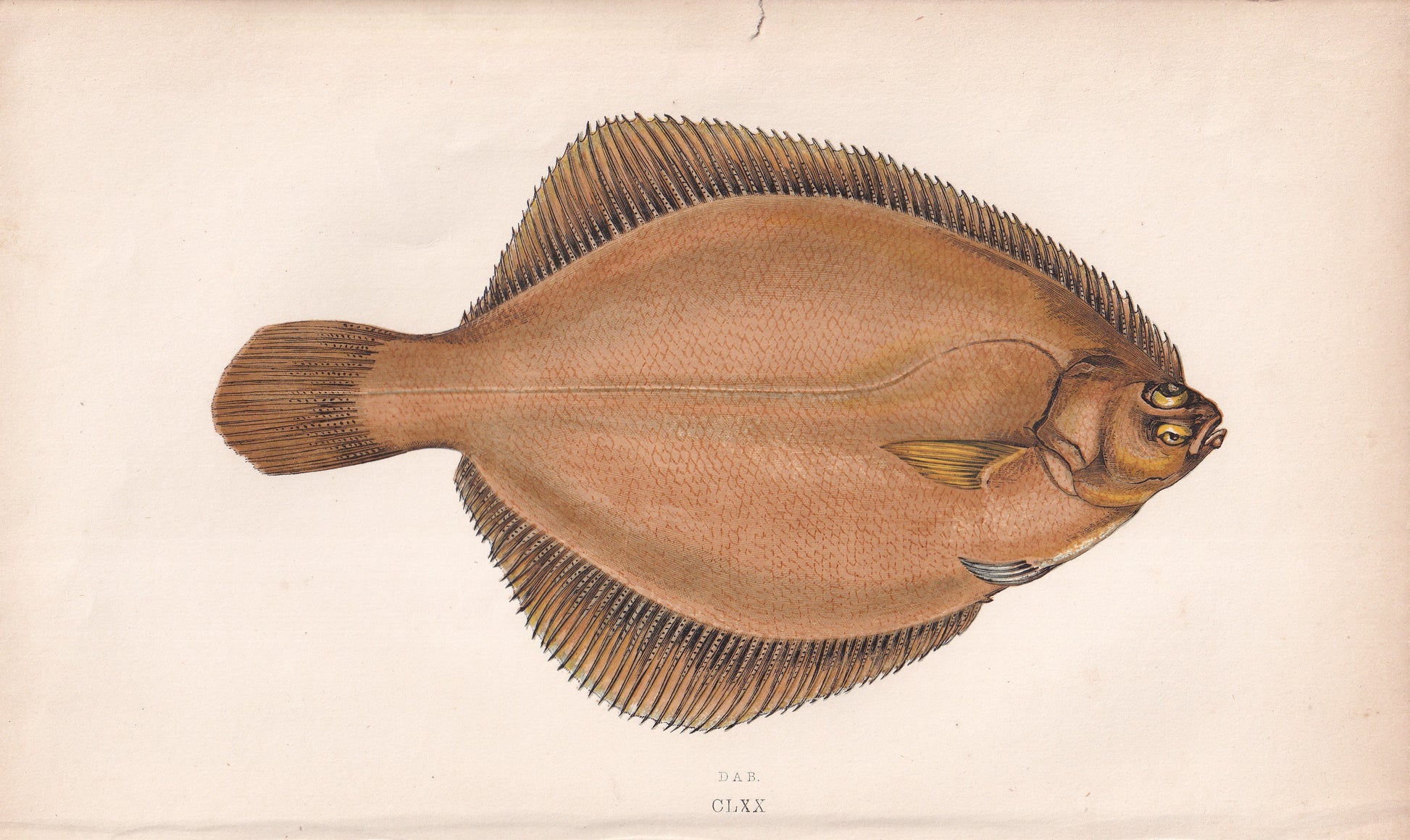 Dab - original hand-coloured fish print by Jonathan Couch, 1862