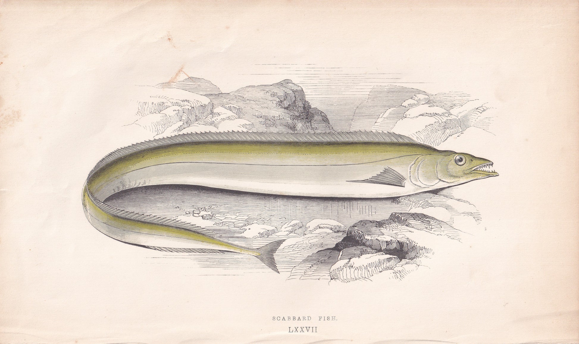 Scabbard Fish - original hand-coloured fish print by Jonathan Couch, 1862