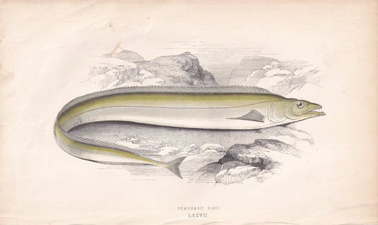 Scabbard Fish - original hand-coloured fish print by Jonathan Couch, 1862