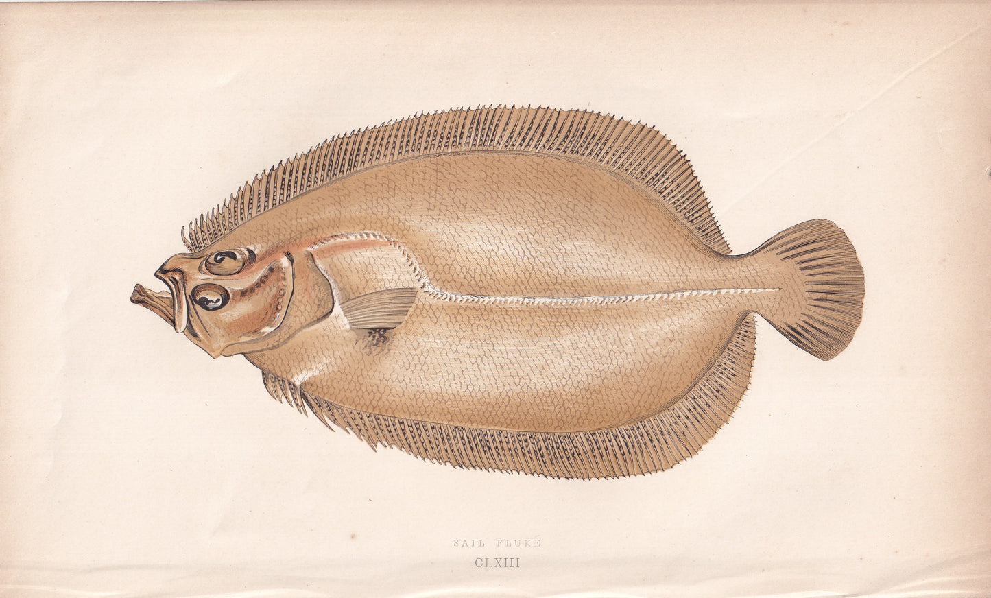 Sail Fluke - original hand-coloured fish print by Jonathan Couch, 1862