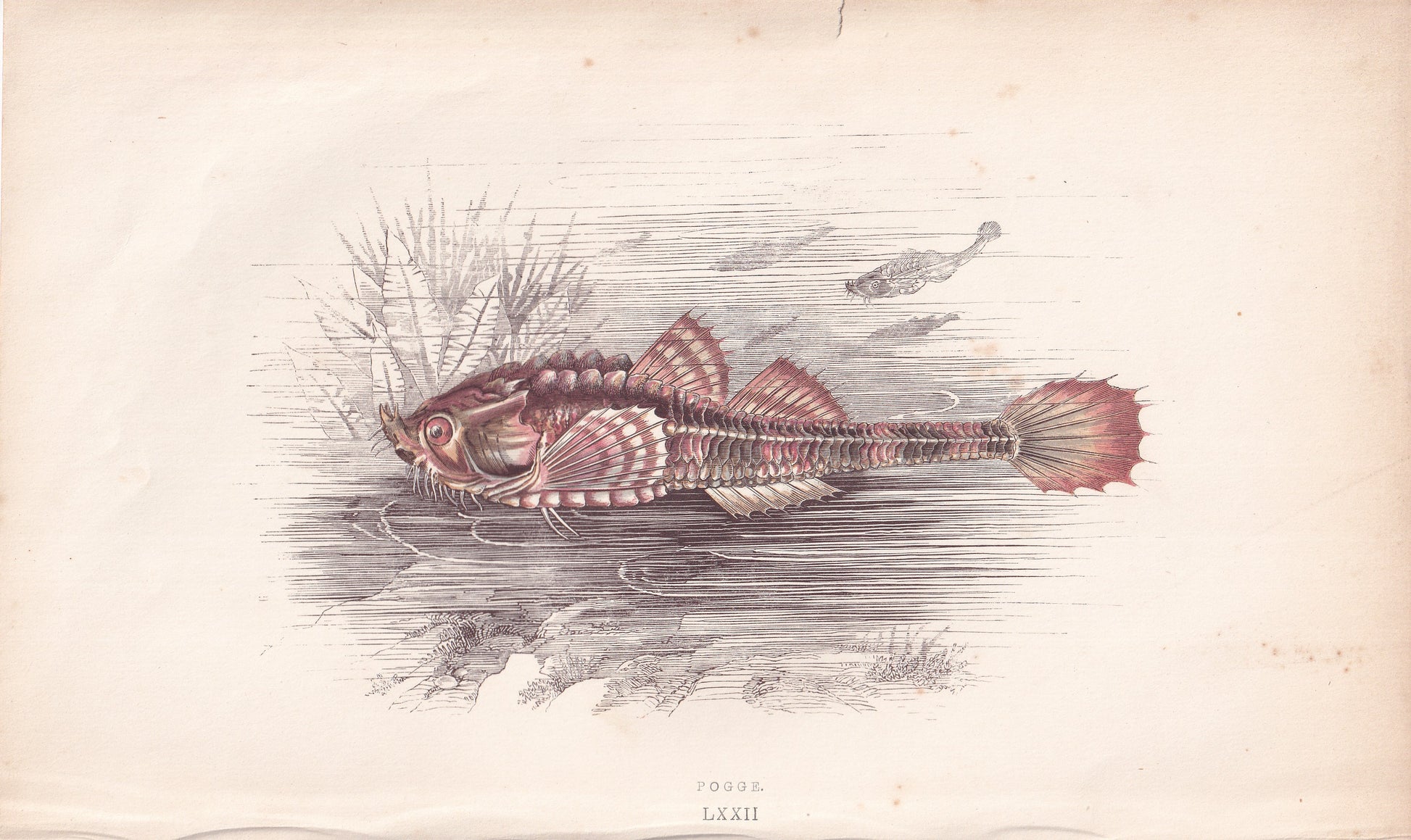 Pogge - original hand-coloured fish print by Jonathan Couch, 1862
