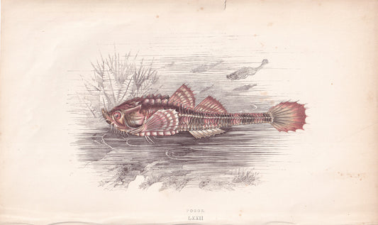 Pogge - original hand-coloured fish print by Jonathan Couch, 1862