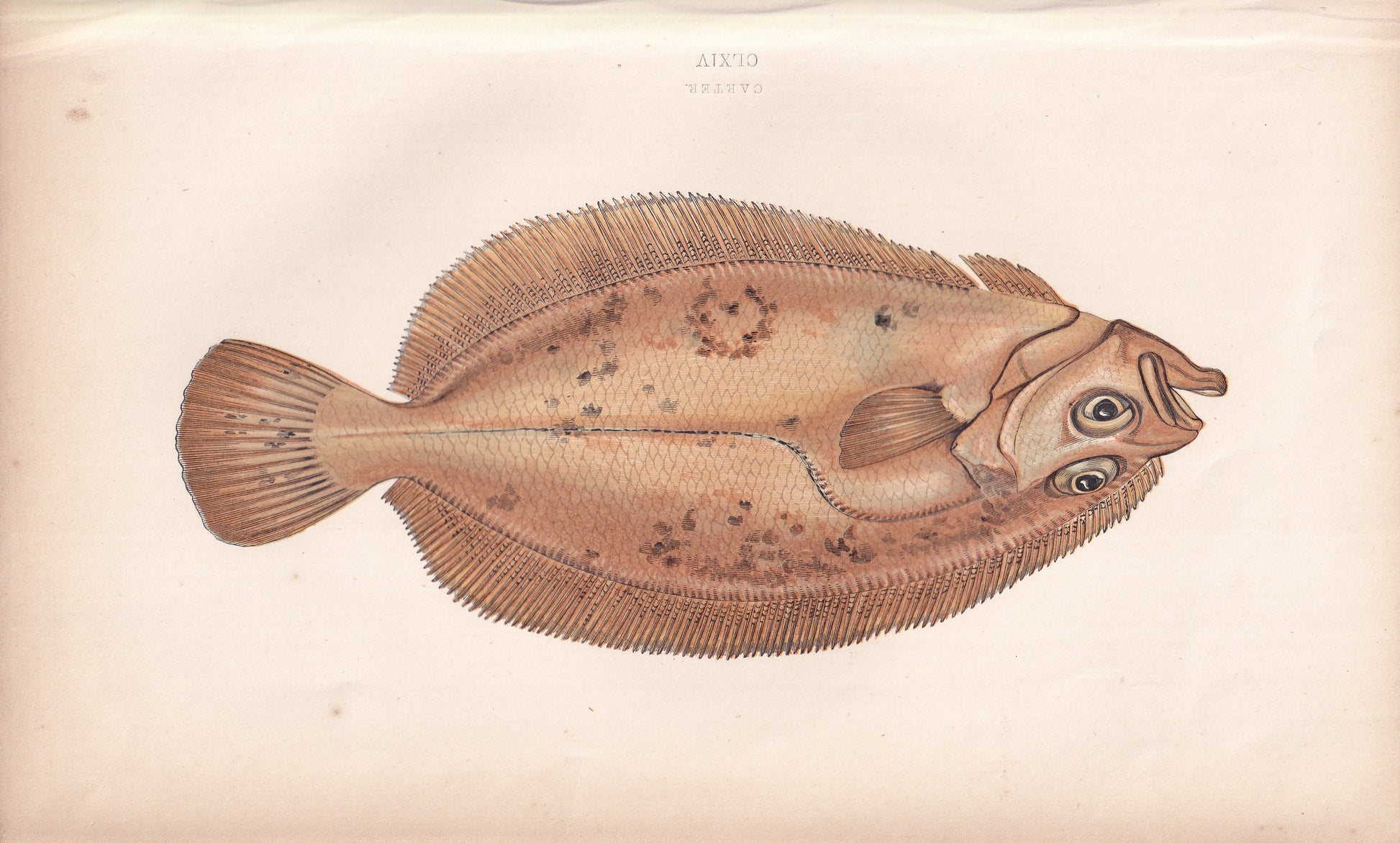 Carter - original hand-coloured fish print by Jonathan Couch, 1862