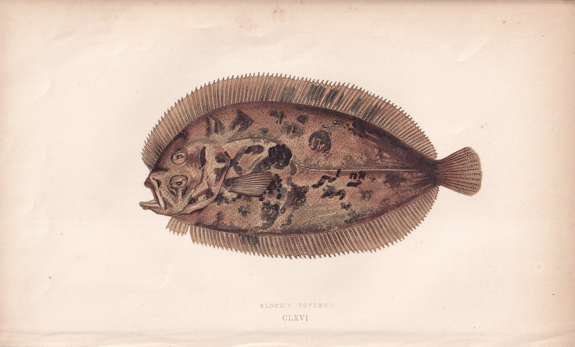 Bloch's Topknot - original hand-coloured fish print by Jonathan Couch, 1862