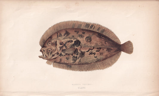 Bloch's Topknot - original hand-coloured fish print by Jonathan Couch, 1862