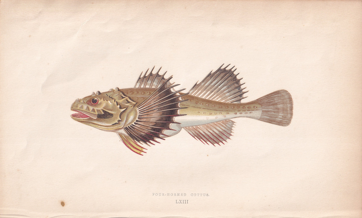 Four-Horned Cottus - original hand-coloured fish print by Jonathan Couch, 1862