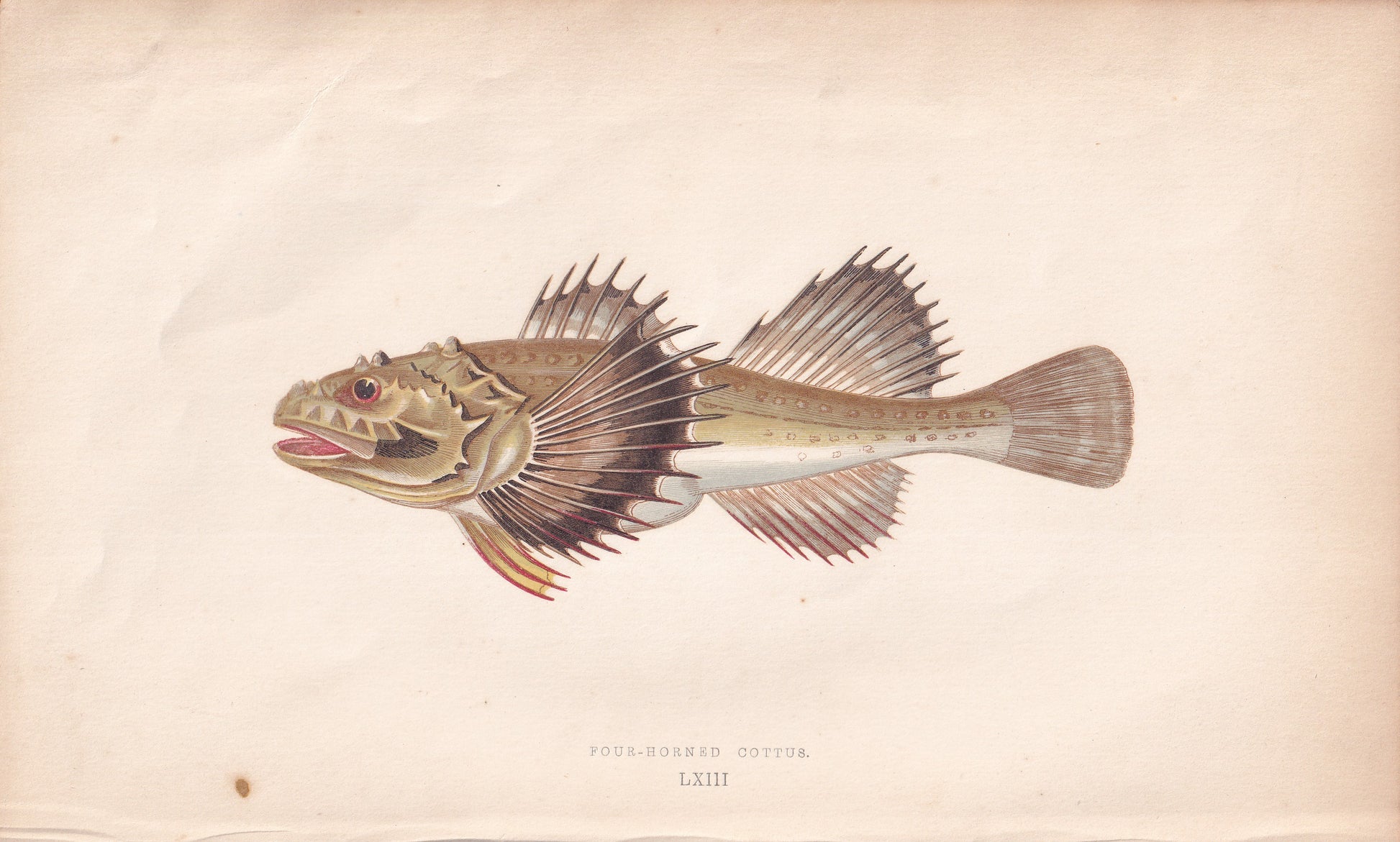 Four-Horned Cottus - original hand-coloured fish print by Jonathan Couch, 1862
