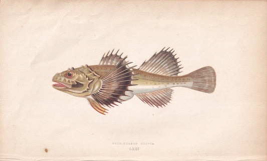 Four-Horned Cottus - original hand-coloured fish print by Jonathan Couch, 1862