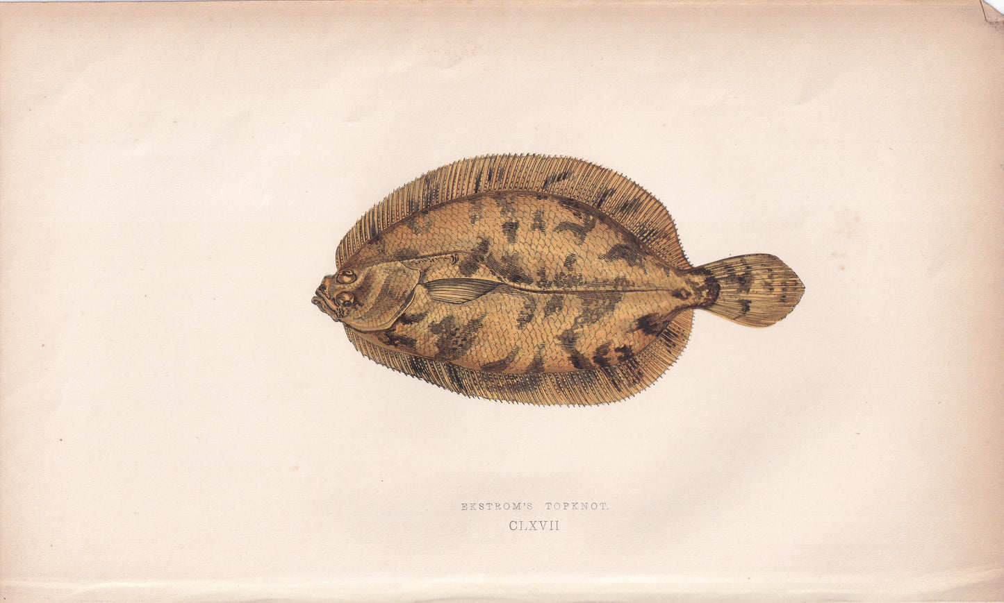 Eckstrom's Topknot - original hand-coloured fish print by Jonathan Couch, 1862