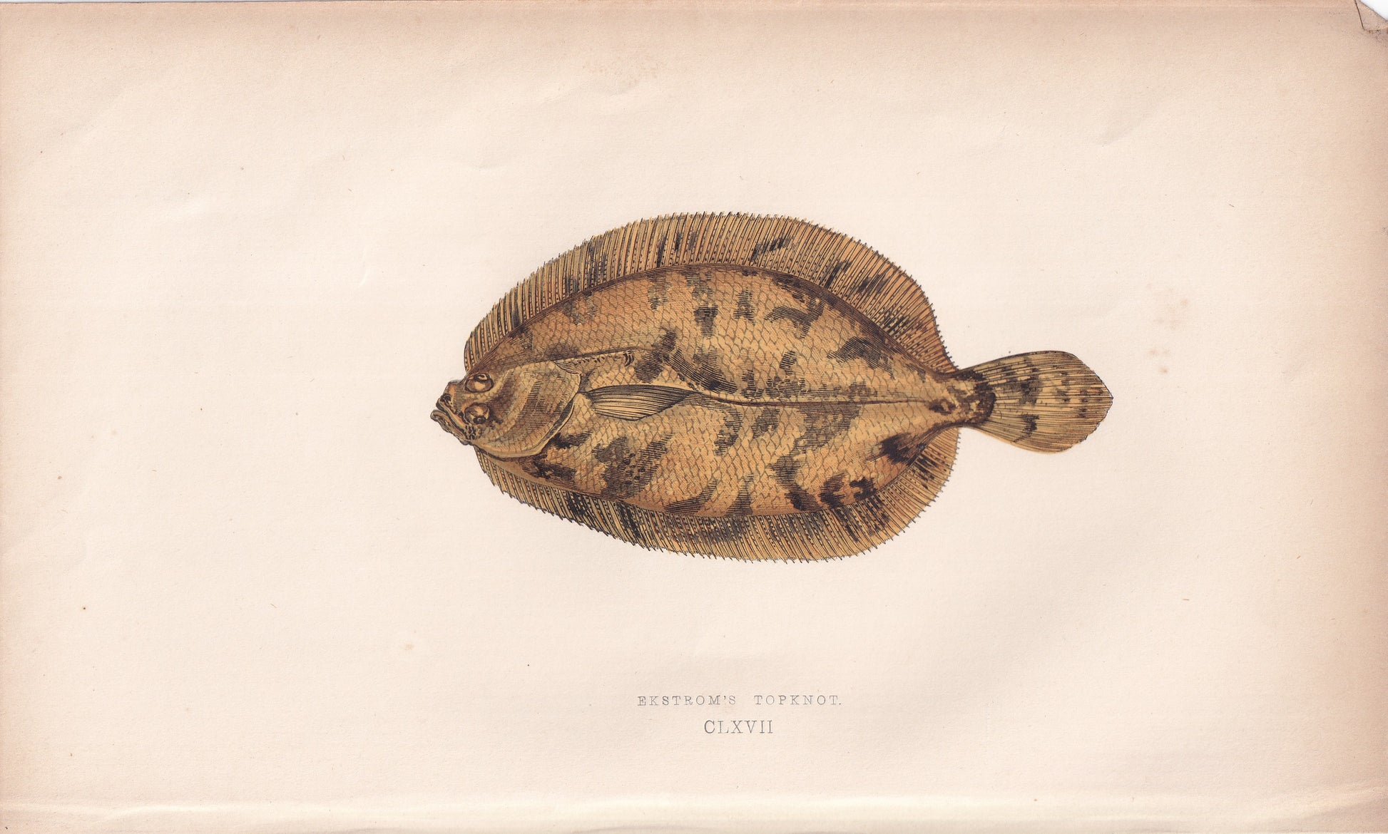 Eckstrom's Topknot - original hand-coloured fish print by Jonathan Couch, 1862