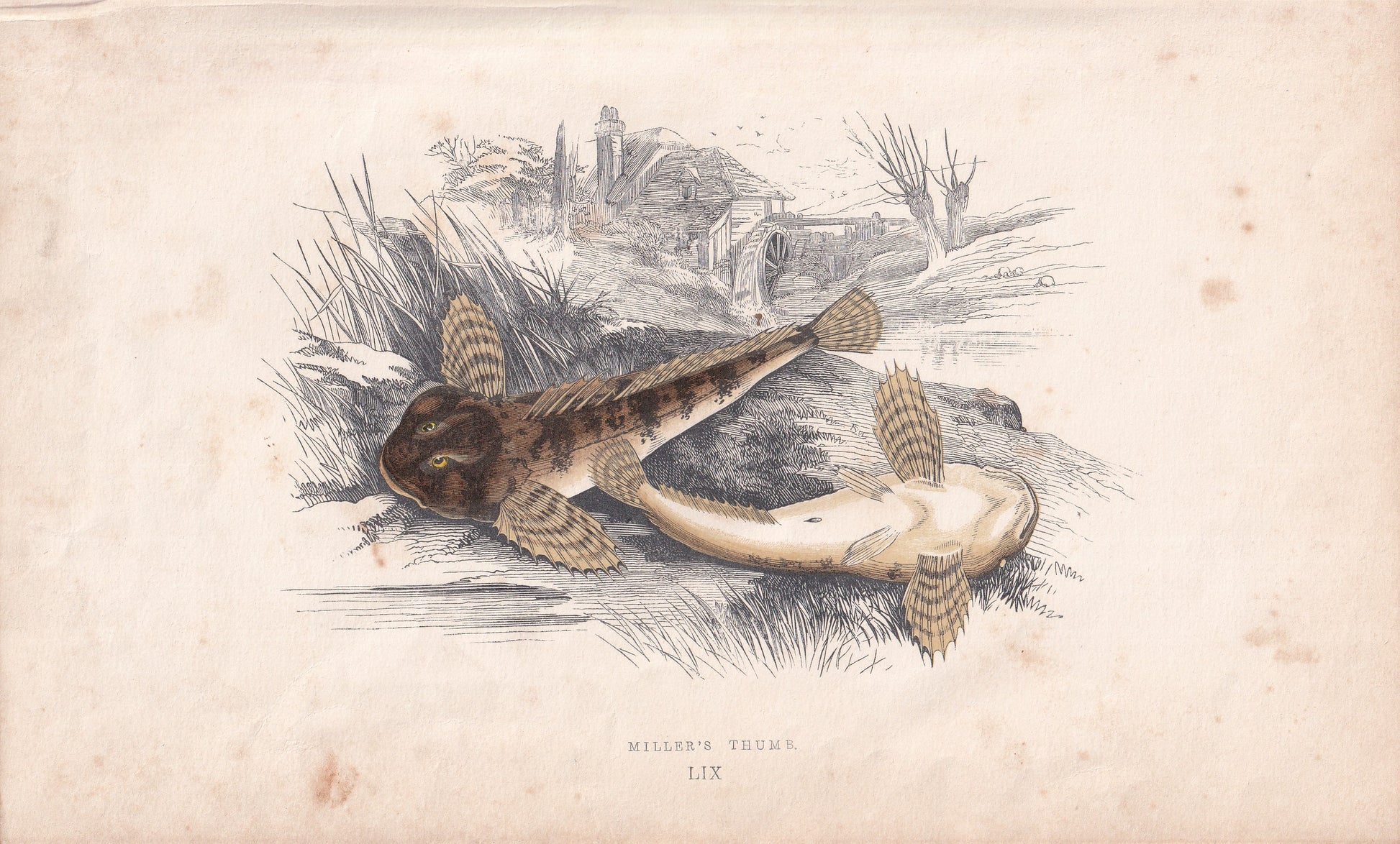 Miller's Thumb - original hand-coloured fish print by Jonathan Couch, 1862