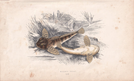 Miller's Thumb - original hand-coloured fish print by Jonathan Couch, 1862