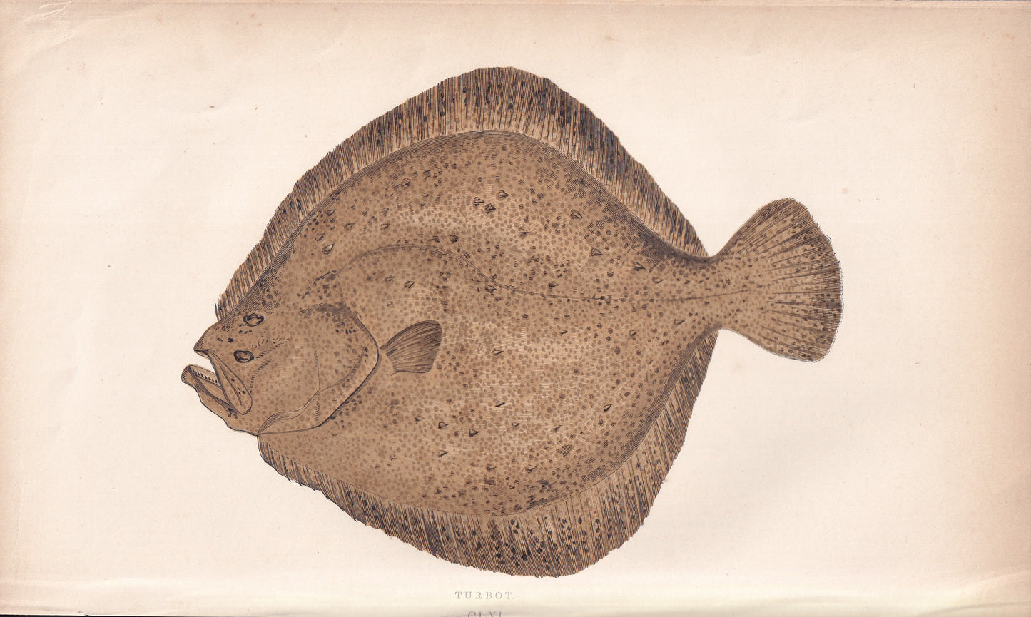 Turbot - original hand-coloured fish print by Jonathan Couch, 1862