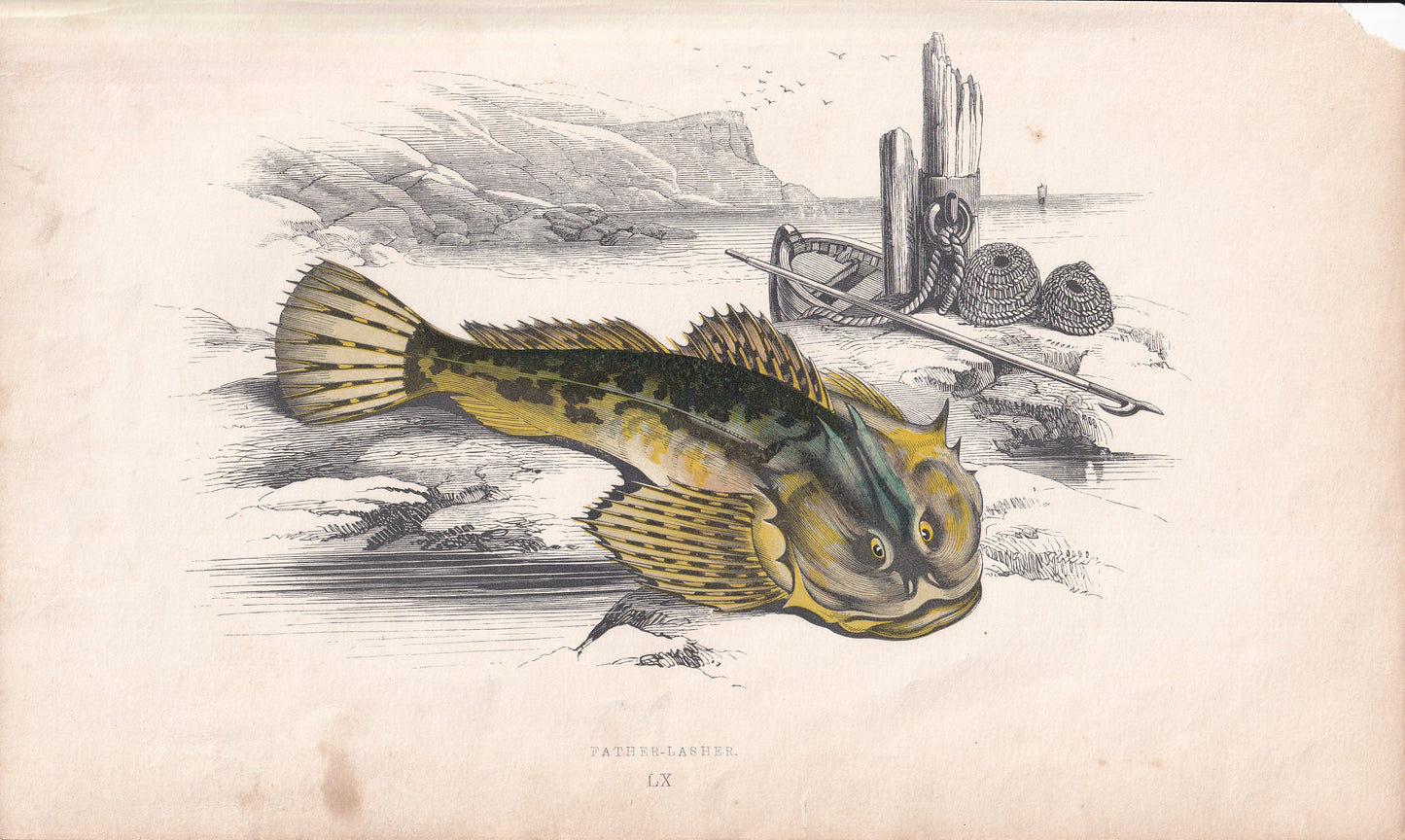 Father-Lasher - original hand-coloured fish print by Jonathan Couch, 1862