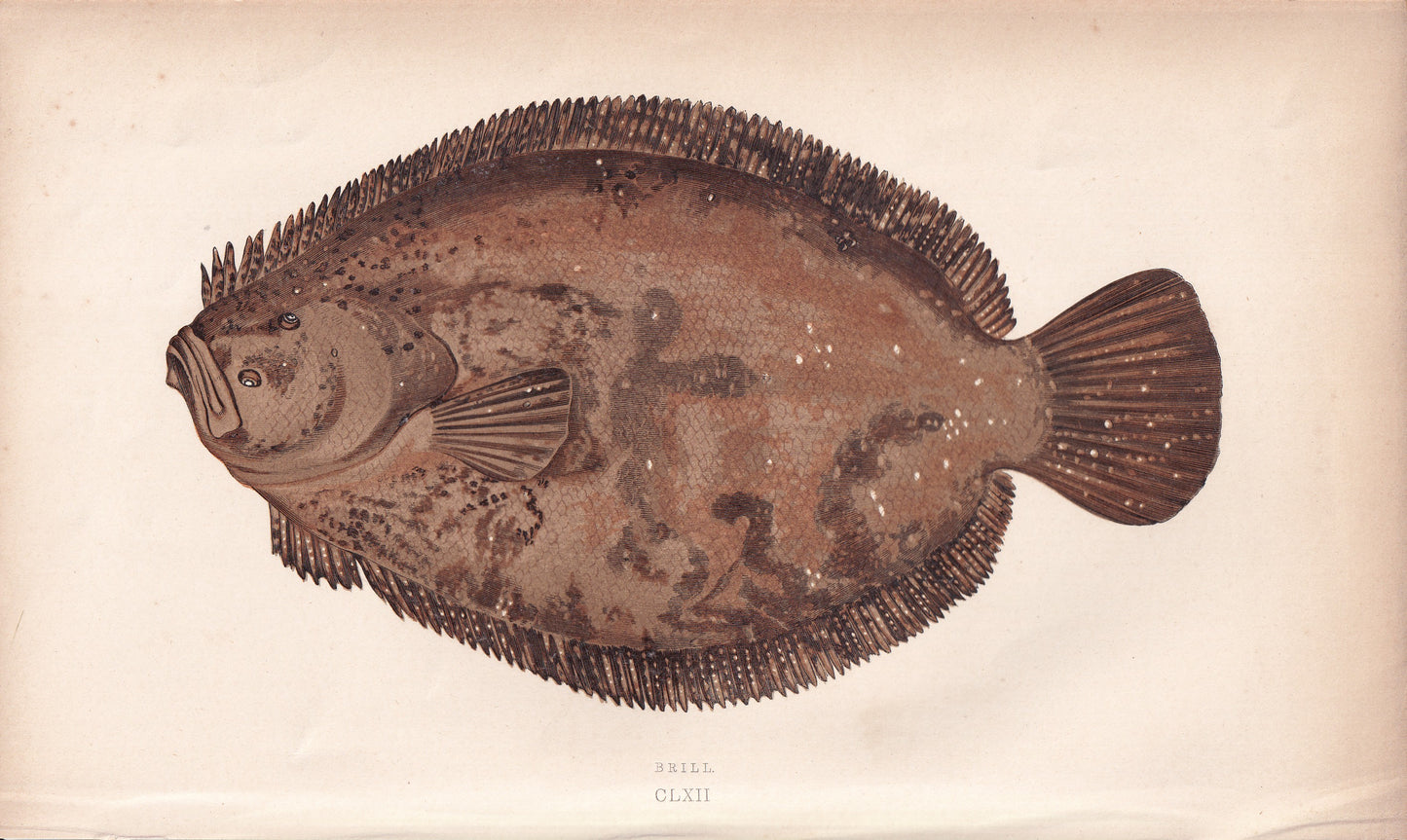 Brill - original hand-coloured fish print by Jonathan Couch, 1862