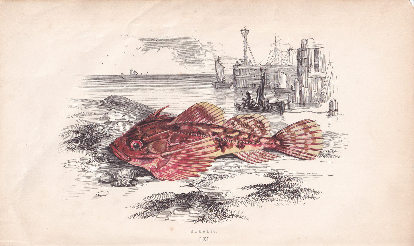 Bubalis - original hand-coloured fish print by Jonathan Couch, 1862