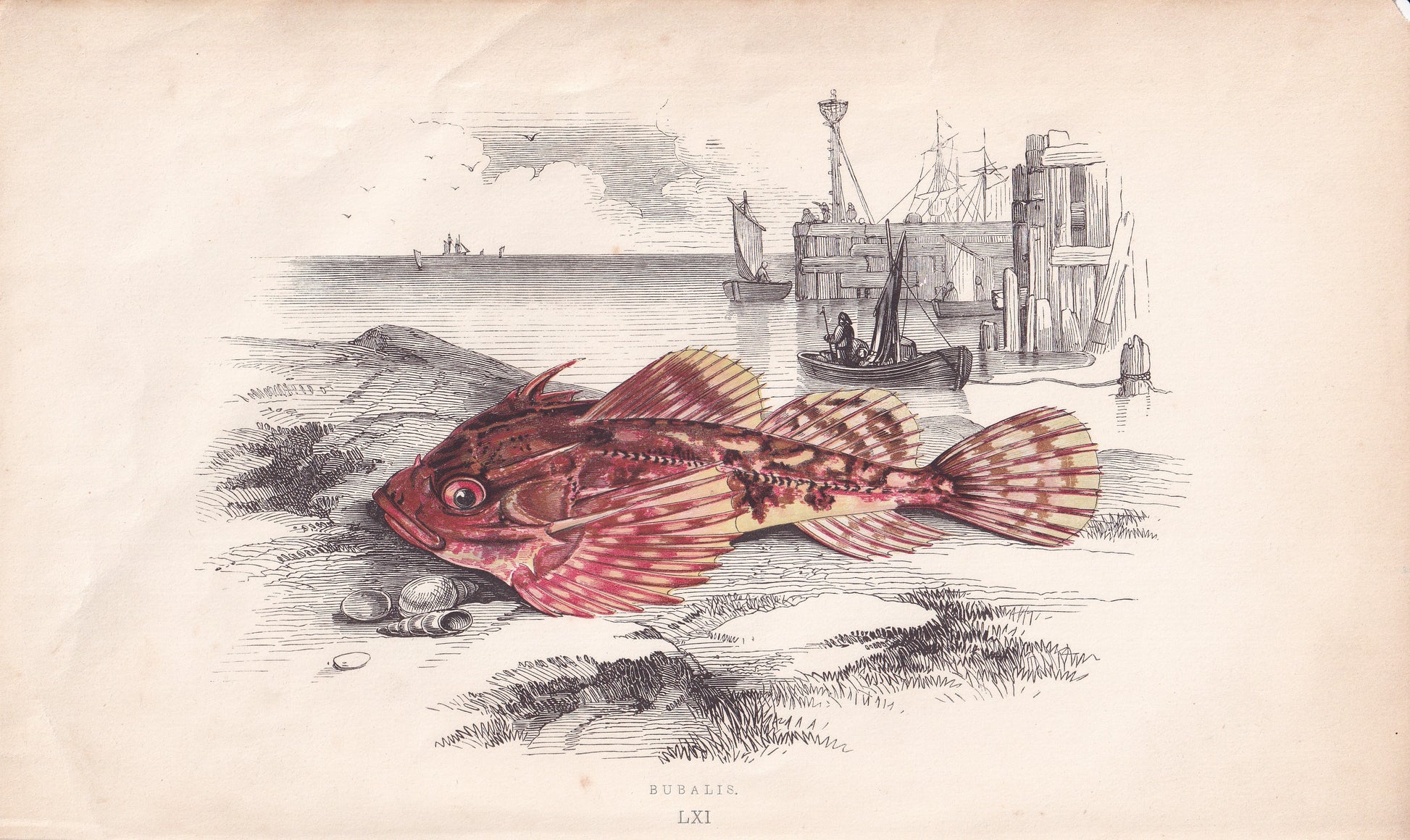 Bubalis - original hand-coloured fish print by Jonathan Couch, 1862