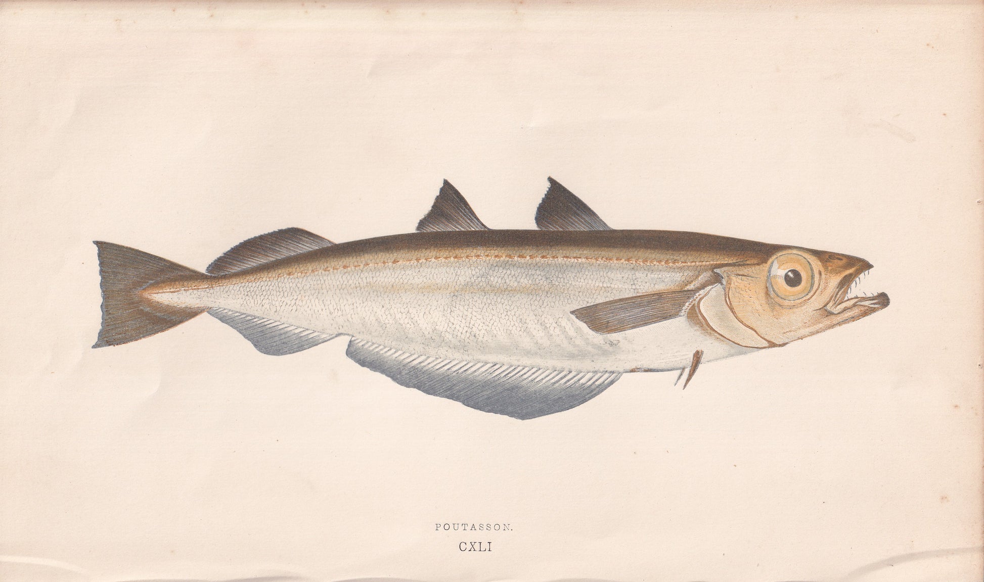 Poutasson - original hand-coloured fish print by Jonathan Couch, 1862