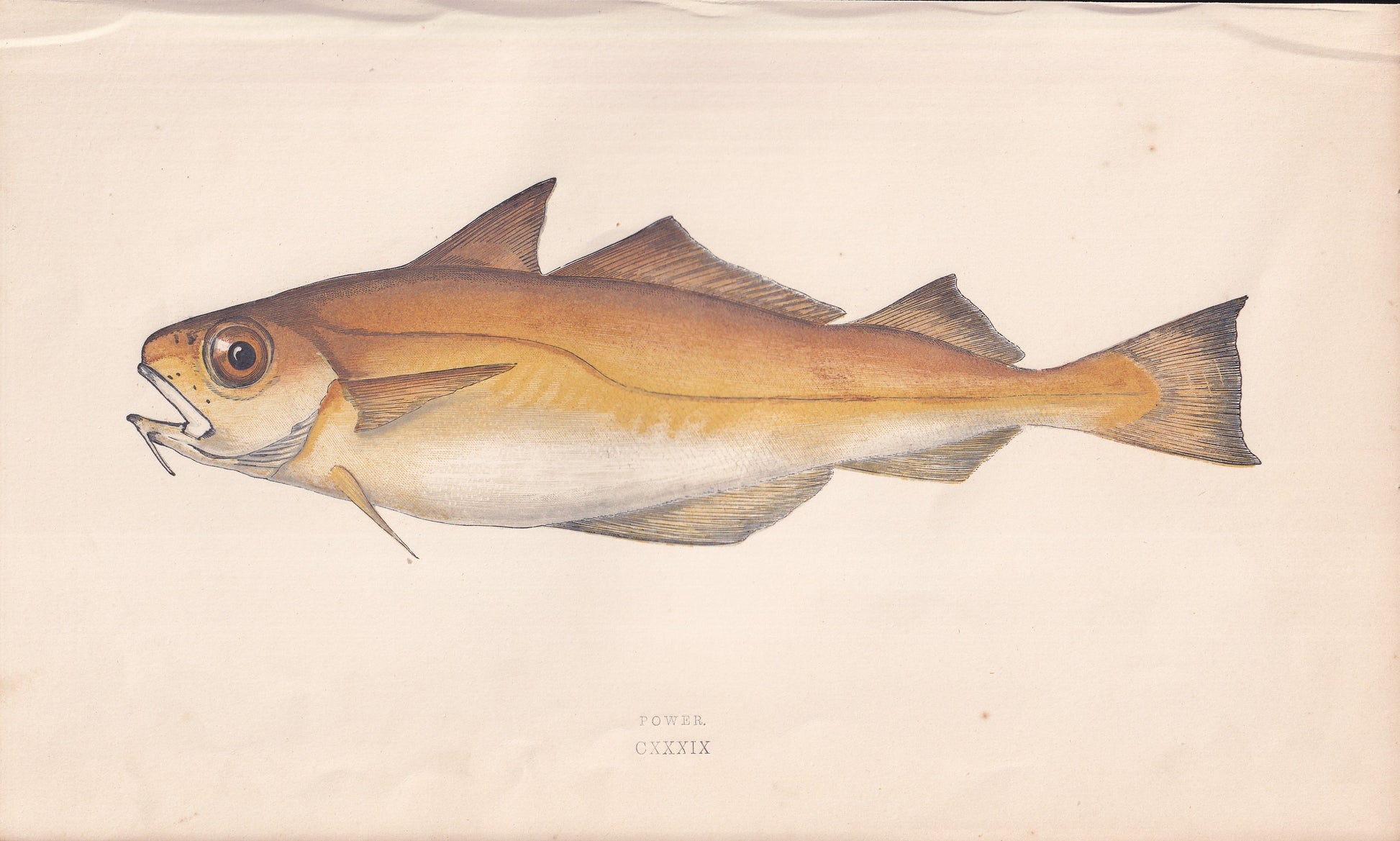 Power - original hand-coloured fish print by Jonathan Couch, 1862