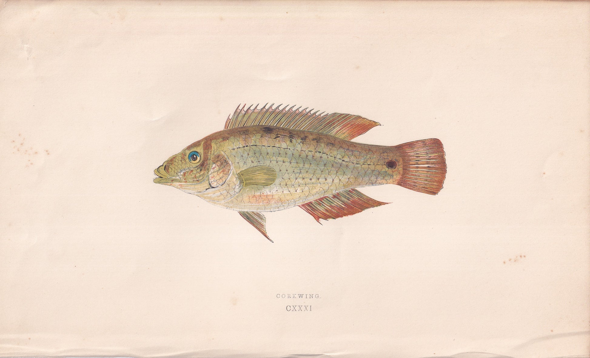 Cornwing - original hand-coloured fish print by Jonathan Couch, 1862