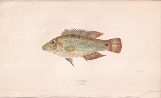 Cornwing - original hand-coloured fish print by Jonathan Couch, 1862