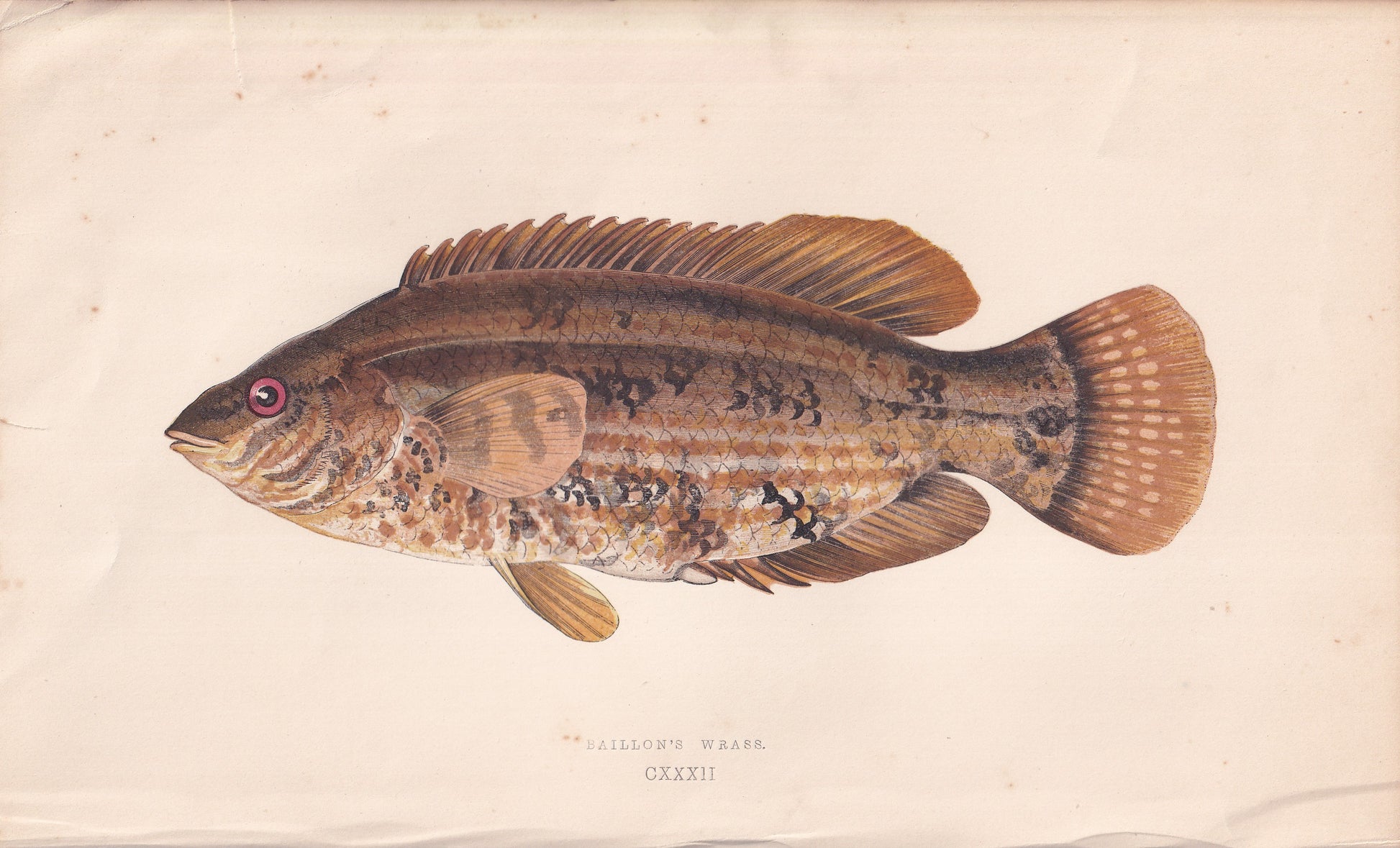 Baillon's Wrasse - original hand-coloured fish print by Jonathan Couch, 1862
